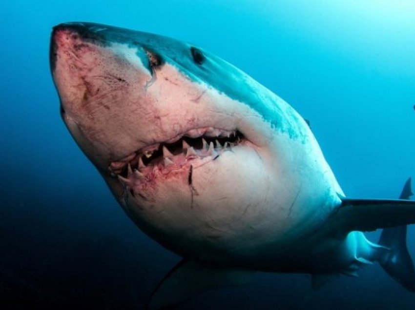 Një studim i realizuar së fundmi konstatoi se peshkaqenët e vegjël të bardhë nuk i dallojnë njerëzit nga fokat