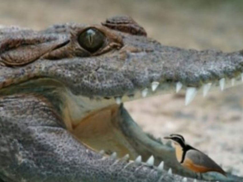 Interes reciprok, kjo është arsyeja pse zogu futet në gojën e krokodilit dhe ai nuk e ha kurrë