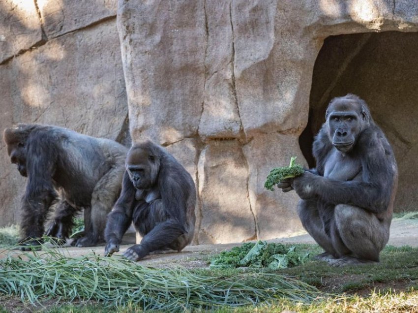 Infektohen gorillat në kopshtin zoologjik nga punjonjësit e vaksinuar 