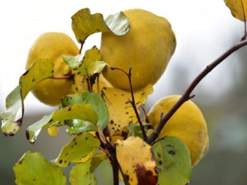 ​Ilaç për kohën e vjeshtës: Kjo është fruta më e shëndetshme në botë