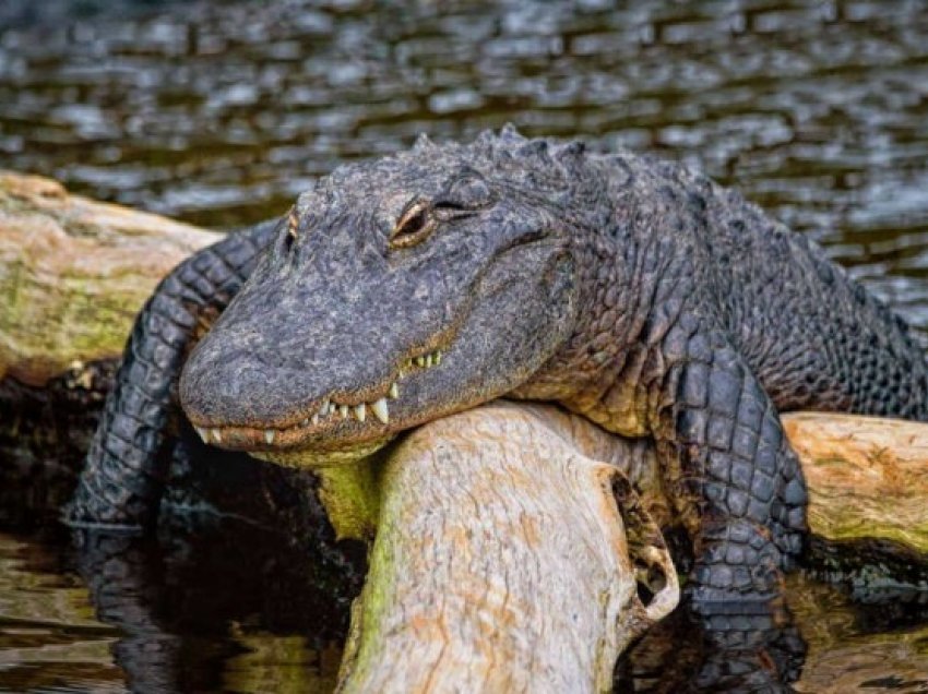 ​Artefakte nga viti 6.000 para Krishtit zbulohen në stomakun e aligatorit