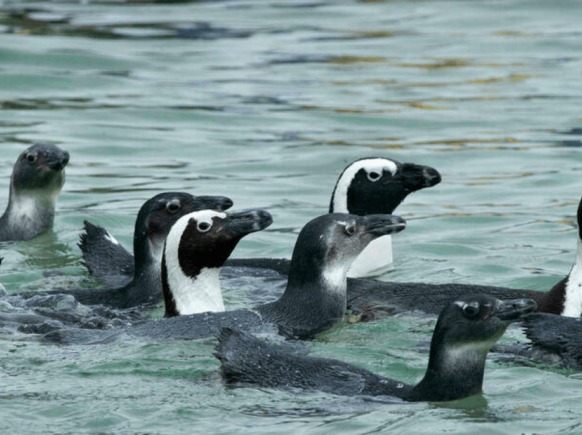 Bletët vrasin dhjetëra pinguinë të rrezikuar në Afrikën e Jugut