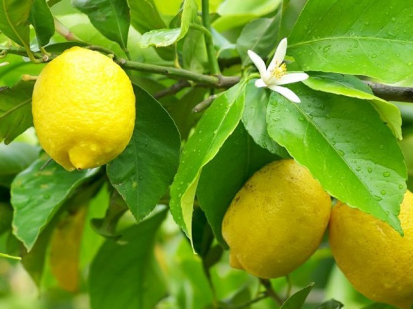 Vlerat e 1 limoni në ditë për organizmin