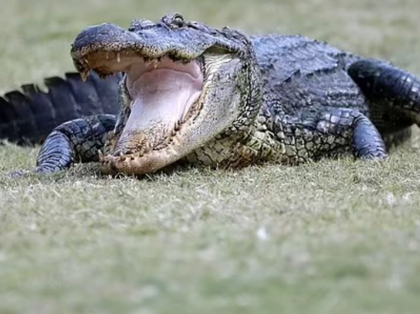 Krokodili 12 metra i gjatë dhe 504 kilogramë mbyti 71 vjeçarin 