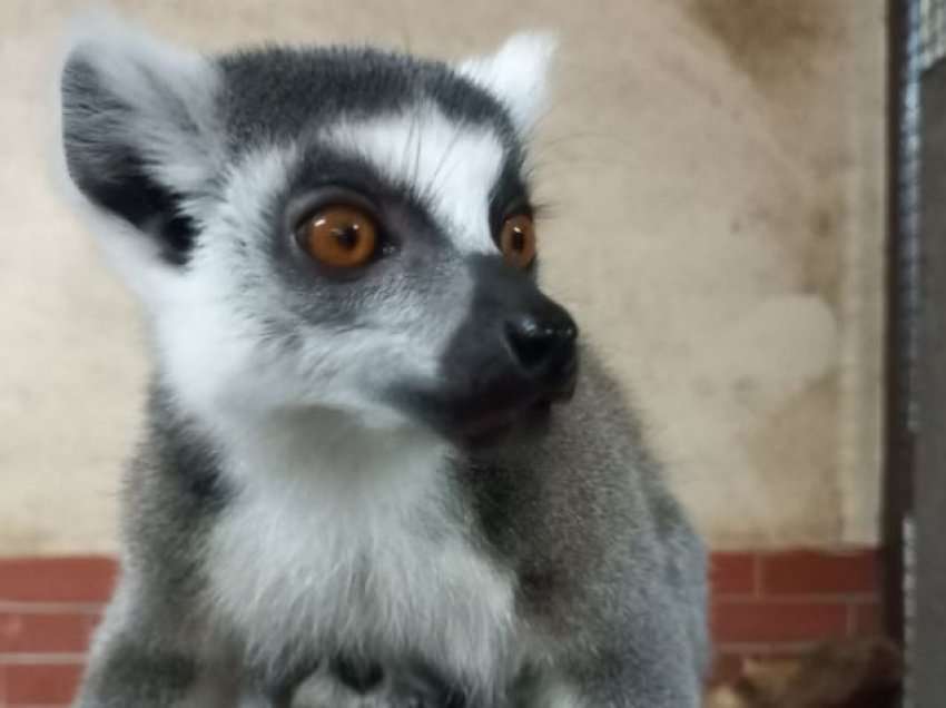 Kopshtit Zoologjik në Shkup i shtohet edhe një Lemur