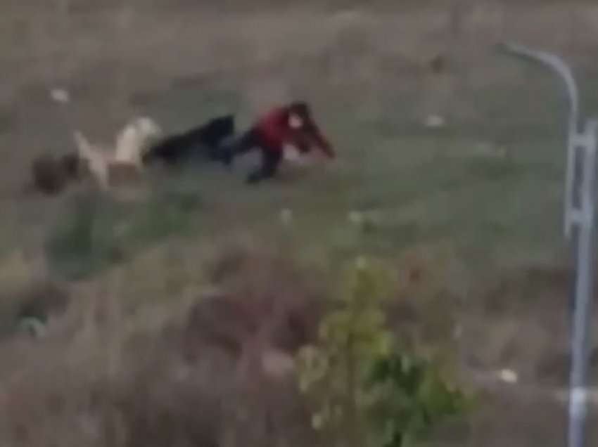 Një grua sulmohet nga qentë endacak në Prishtinë