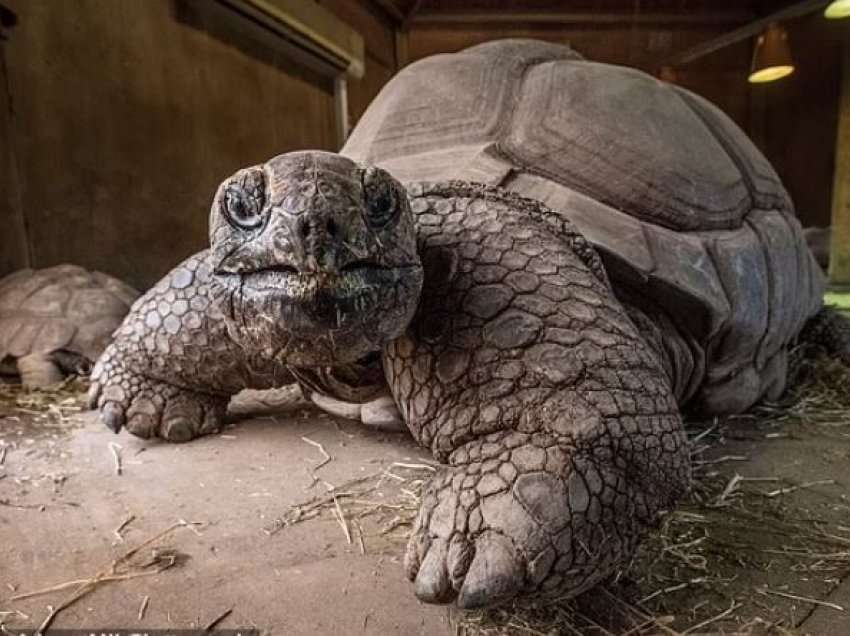 Breshka gjigante ngordh në moshën 105 vjeçare