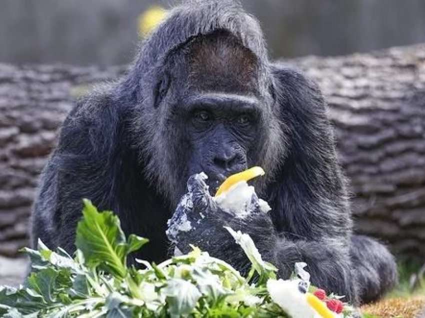 Kopshti Zoologjik i Berlinit ia feston ditëlindjen e 65-të gorillës Fatou