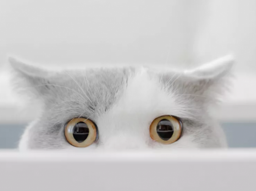 Sipas studimit, macja juaj e di ku jeni, edhe nëse nuk ju sheh