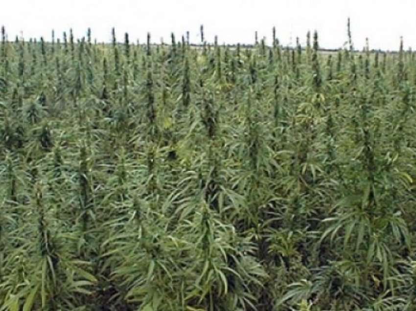 Gjenden bimë narkotike në një arë në Vushtrri, policia pretendon se ato u rritën vetë