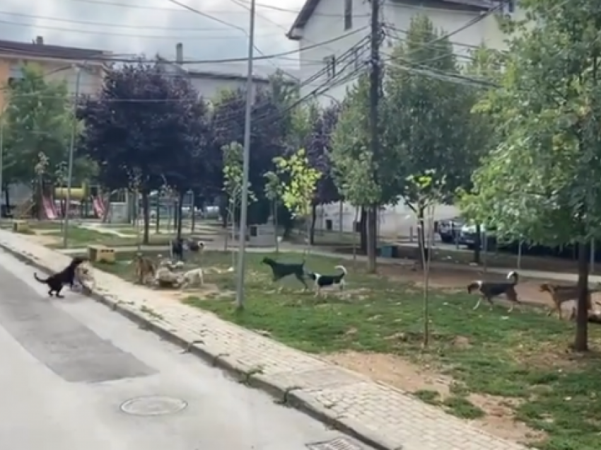 Qentë shtrijnë pushtetin në një lagje të Prishtinës – Përparim Ramës i kërkohet zgjidhje