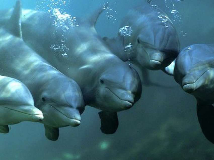 Njësoj si njerëzit, edhe delfinët krijojnë aleanca ‘vëllazërore’ për të gjetur dashurinë