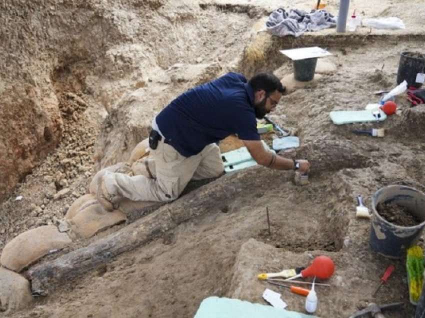 ​Arkeologët izraelitë gjetën tufën e një elefanti prehistorik të zhdukur