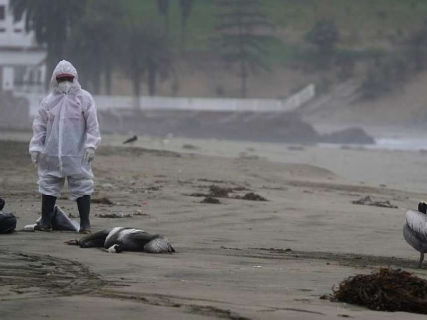 Peru: Rreth 14 mijë pelikanë ngordhin nga gripi i shpendëve