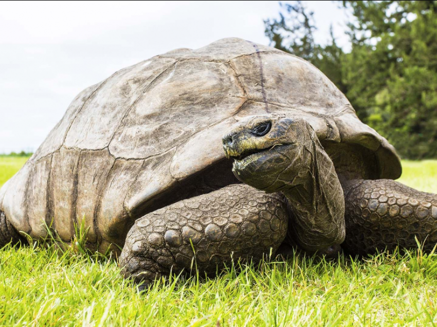 Breshka më e vjetër në botë feston ditëlindjen e 190-të