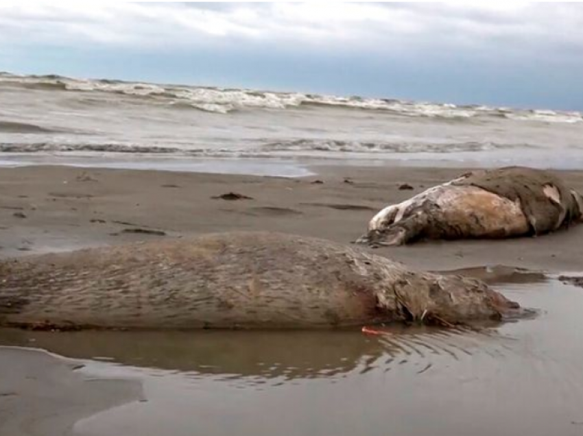 Mister në Rusi, mijëra foka gjenden të ngordhura në bregdet
