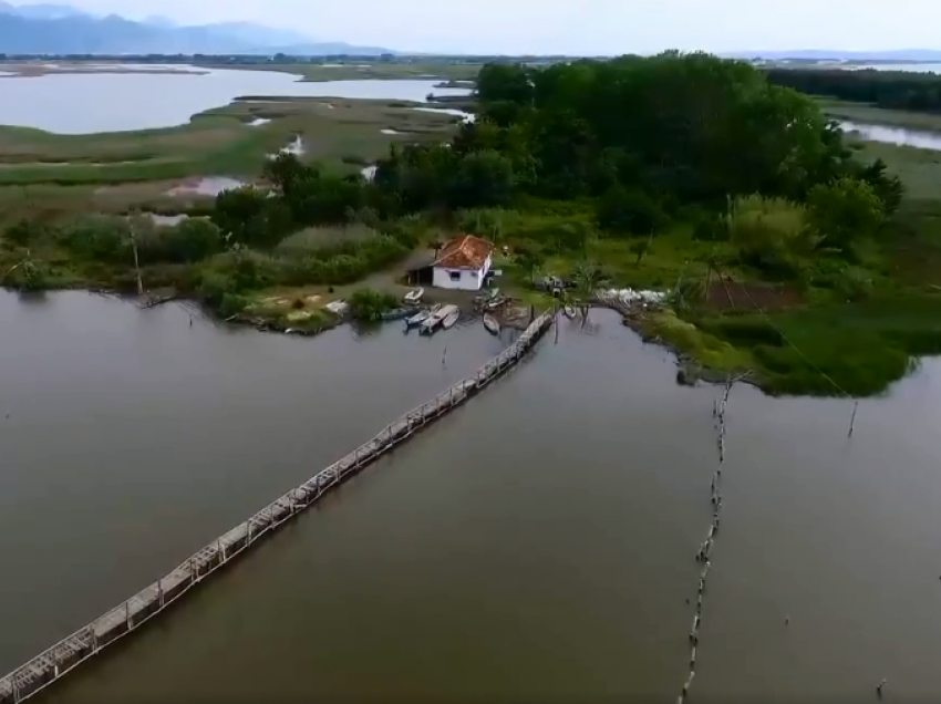  I shpallur në kërkim për dëmtimin e lagunës së Kune-Vainit, vihet në pranga zyrtari i Lezhës! Shkon në 5 numri i të arrestuarve