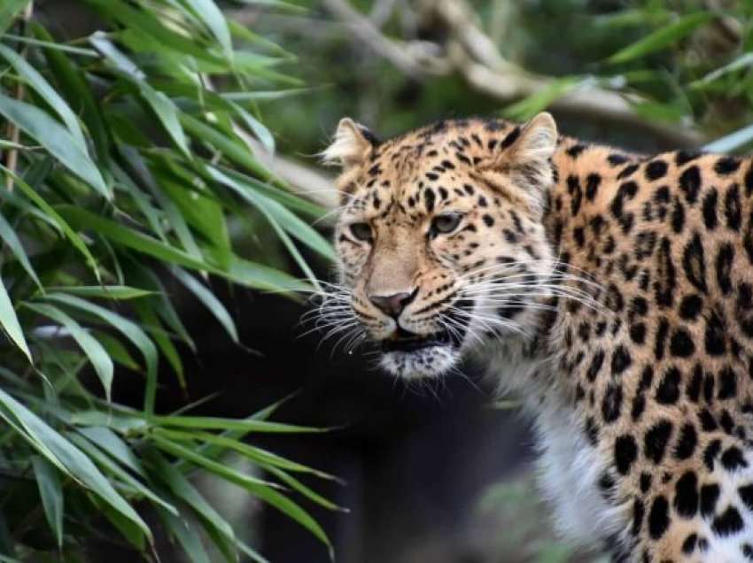 Vajza shtatë vjeçare vdes pasi tërhiqet zvarrë nga leopardi në Indi