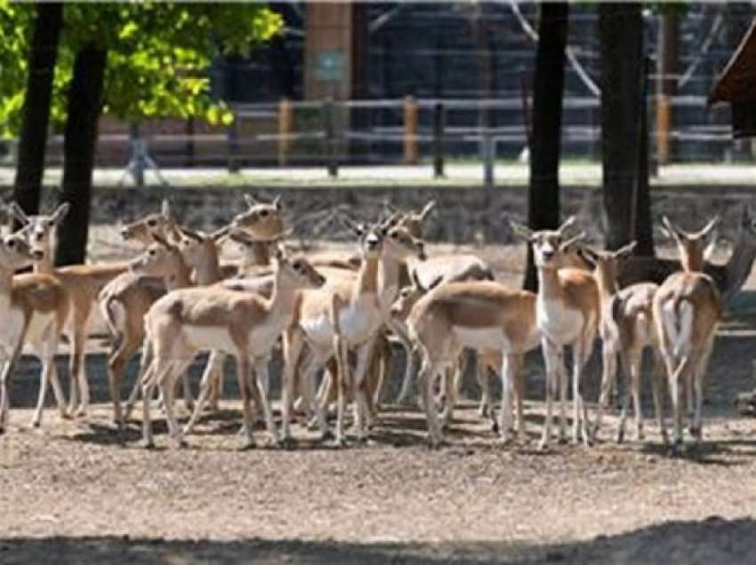 ​Antilopat u arratisën gjatë një shfaqjeje cirku në Gjermani