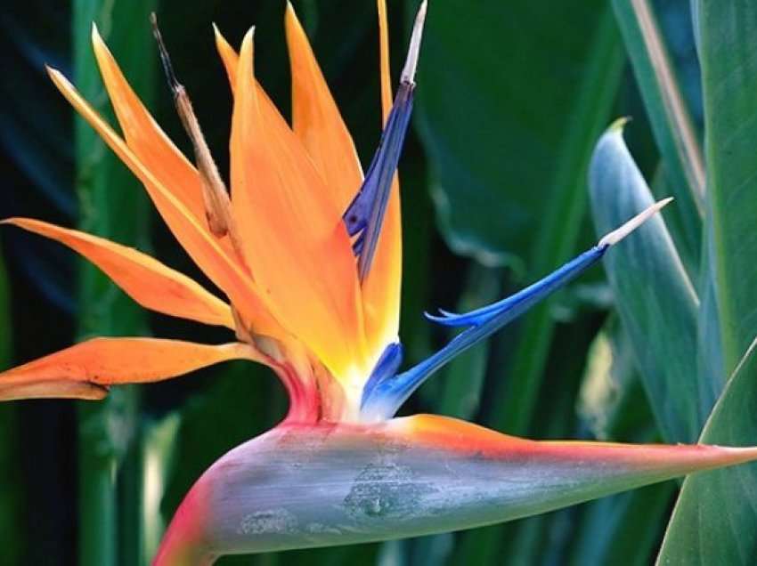 Mënyra e duhur për mbjelljen e lules që njihet si Zogu i Parajsës