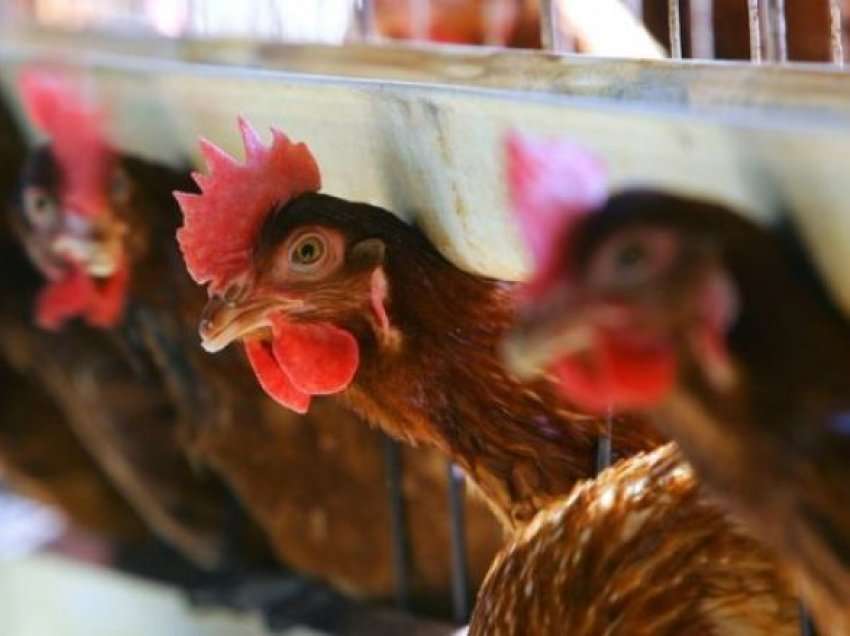 Gripi i zogjve në një fermë në Holandë, do të asgjësohen rreth 168.000 pula