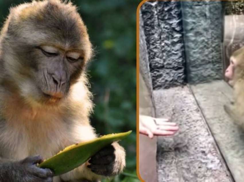 Vizitori i bëri trukun magjik majmunit, reagimi epik i kafshës do t'ju shkrijë së qeshuri