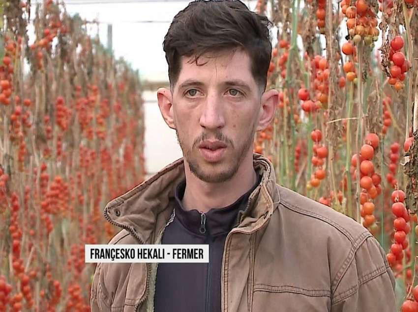 Fermeri 22-vjeçar/ Divjakë, kultivon dhe rrit domate