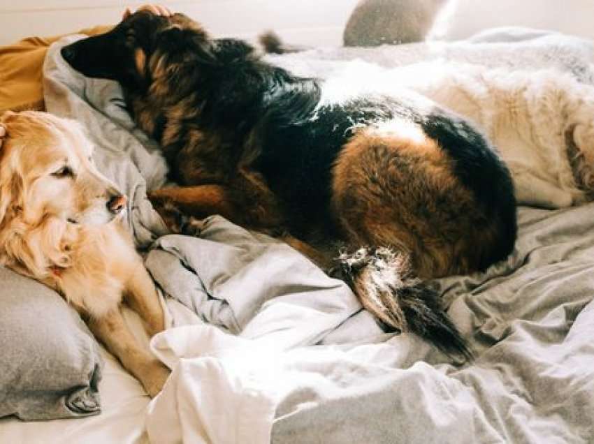 Njerëzit që ndajnë krevatin me qenin e tyre janë më të shëndetshëm; Ja përfitimet e paçmueshme nga katërputrakët