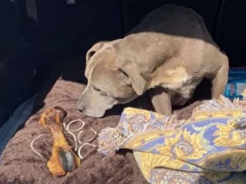 Pasi ishte zhdukur për 12 vjet, një qen është ribashkuar me pronarët e tij në Kaliforni