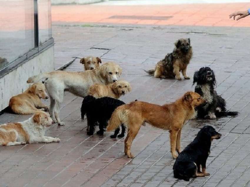 Komuna e Ferizajt nuk specifikon punët që duhet kryer veterinari për trajtimin e qenve