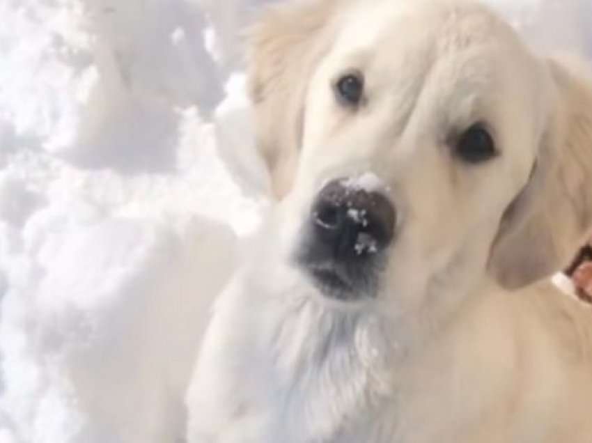 Qeni simpatik e kthen borën aty ku e mori pronari në vend që të luajë me të