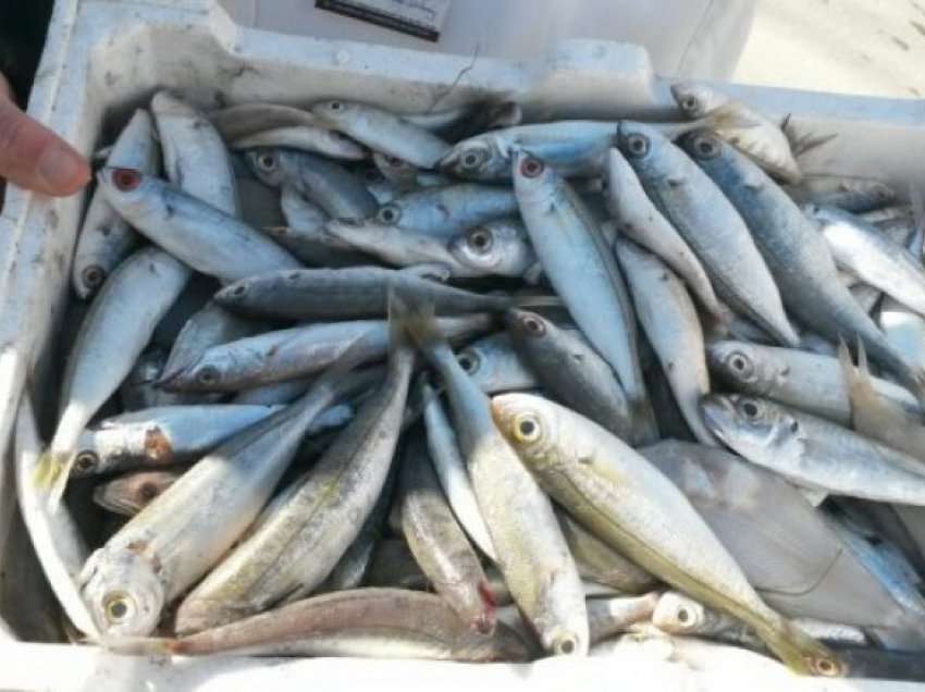 Sekuestrohen dhjetëra kilogramë peshk në afërsi të Strugës