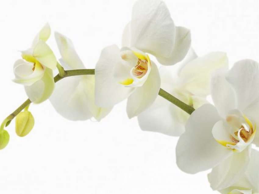Orkidea cilësohet si një nga bimët më të mira të shtëpisë për të përmirësuar humorin