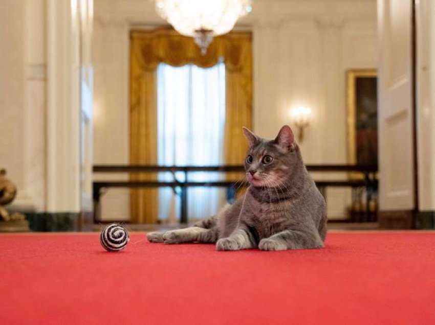 Familja e presidentit Biden bëhet edhe me mace