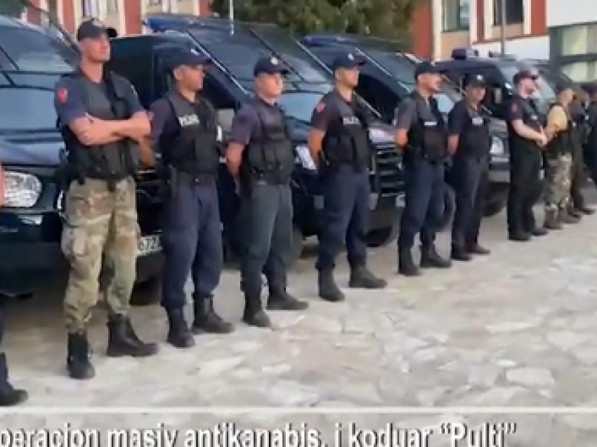 Policia e Shkodrës “aksion” në zonat Pult dhe Shalë! Asgjësohen 4200 bimë kanabis në mes të pyllit