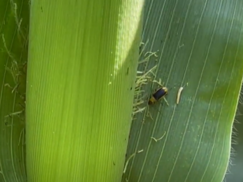 Insekti dëmton misrin në fushën e Maliqit, fermerët të shqetësuar
