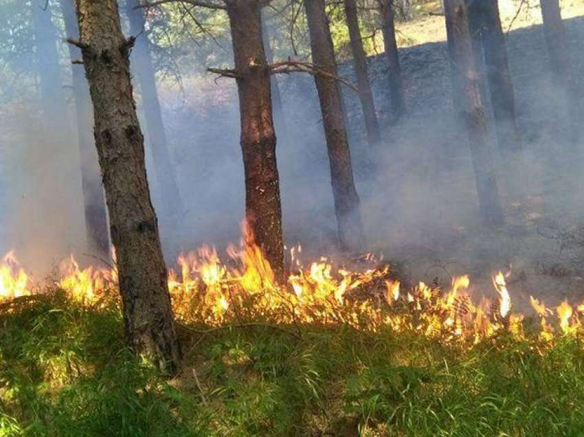 Përhapen zjarret në Lushnjë, flakët përfshijnë 30 hektarë ullinj