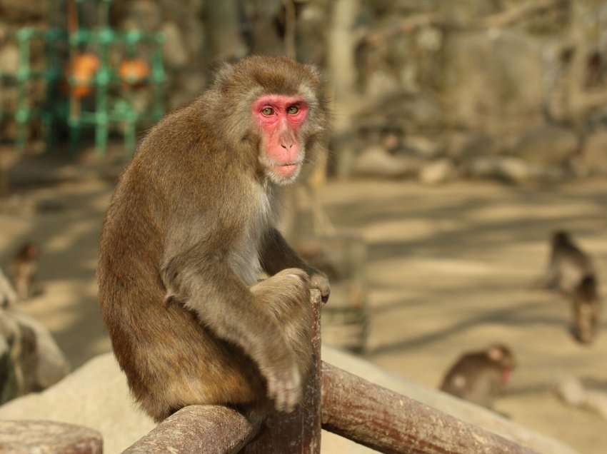 ​Japoni: Policia vihet në ndjekje të majmunit që sulmoi 10 persona