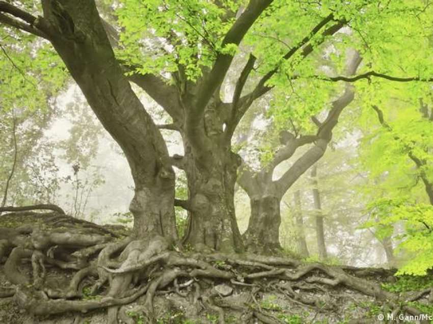 Planeti i mahnitshëm: “Rrjeti social” magjik nëntokësor i pemëve
