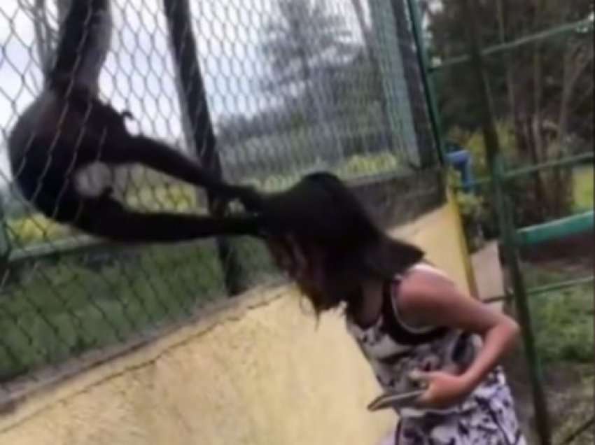 Momenti tmerrues kur vajza kapet për flokësh nga dy majmunë në kopshtin zologjik