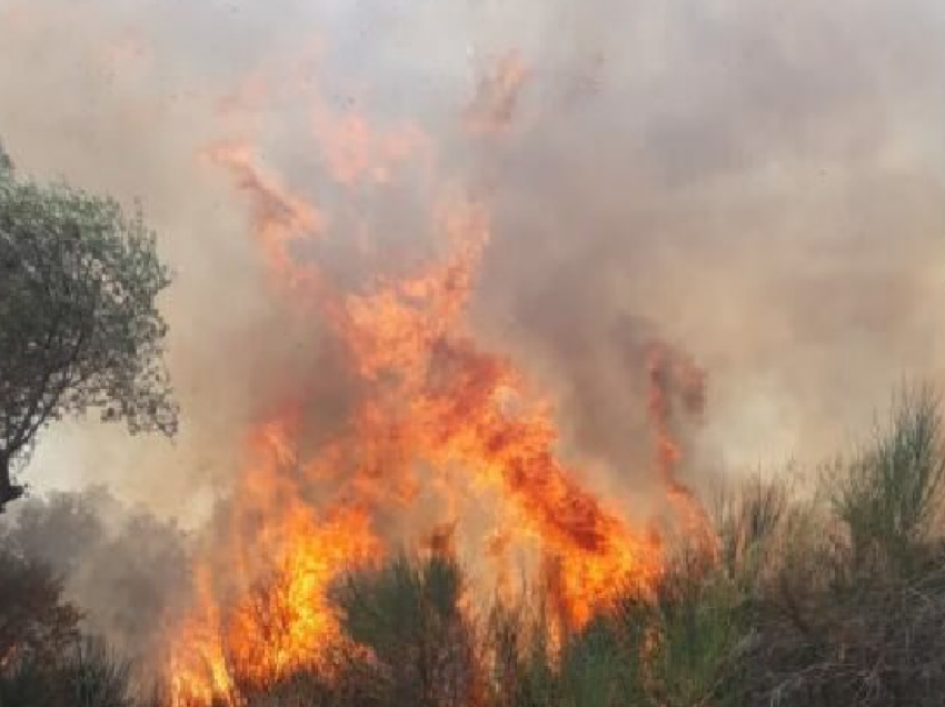 Zjarret djegin ullishta dhe pyje në Shqipëri
