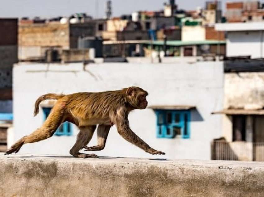 ​OBSH-së i kërkohet të ndryshojë emrin e lisë së majmunit