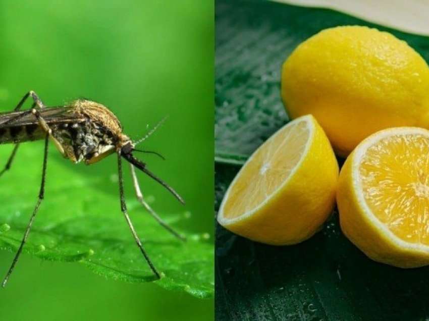 Sekreti me limonin se si mos t’ju pickojë asnjë mushkonjë