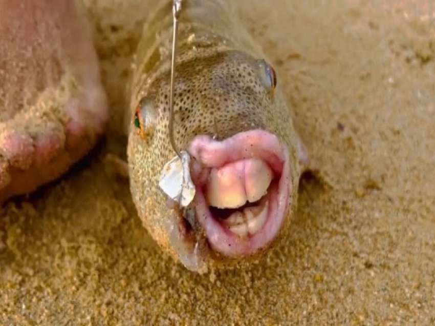 ​Peshkatari kap peshkun misterioz me dhëmbë që u ngjasojnë atyre të njeriut