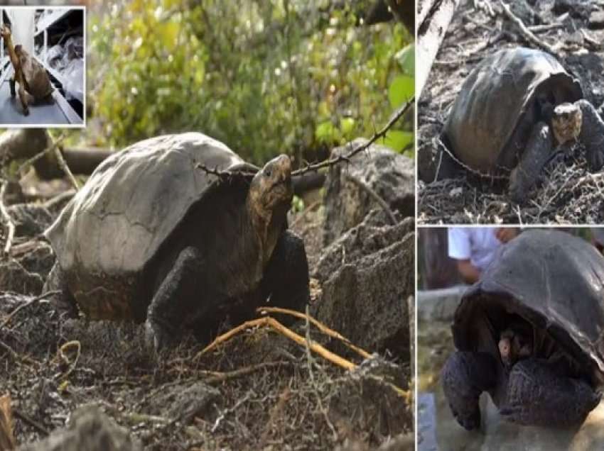 ​Lloji i breshkës që mendohej të ishte zhdukur para një shekulli, gjendet e gjallë