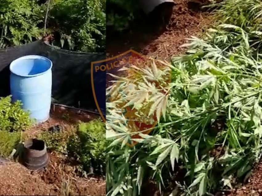 Droni zbulon 560 bimë narkotike në Velipojë/ Arrestohet 24-vjeçari, në kërkim shoku i tij