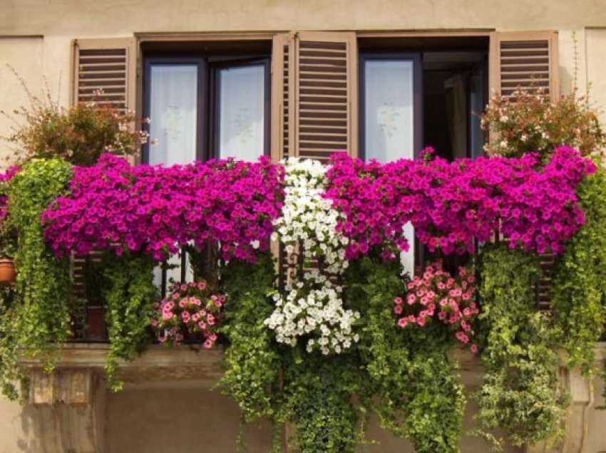 Këto bimë do të dekorojnë më së miri ballkonet tuaja në pranverë: Është koha të filloni të mbillni