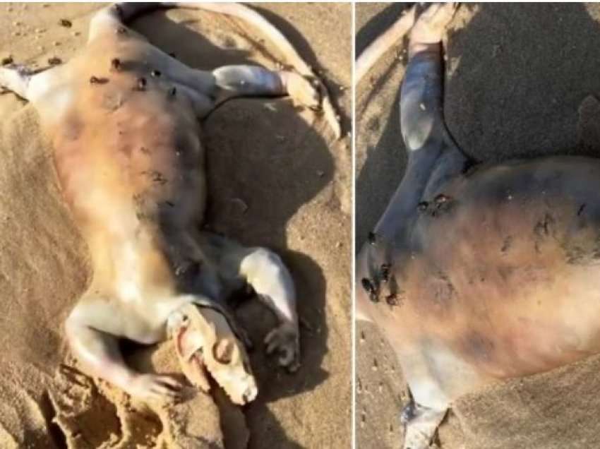 Një krijesë e çuditshme, e ngjashme me alienët shfaqet në plazhin australian 