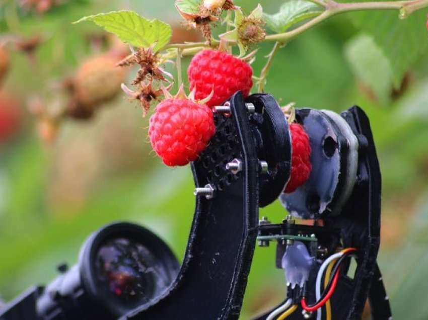 Këta robotë autonomë mund të mbledhin deri në 25,000 mjedra në ditë