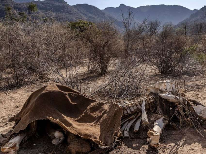 Thatësira në Kenia, ngordhin qindra kafshë të egra